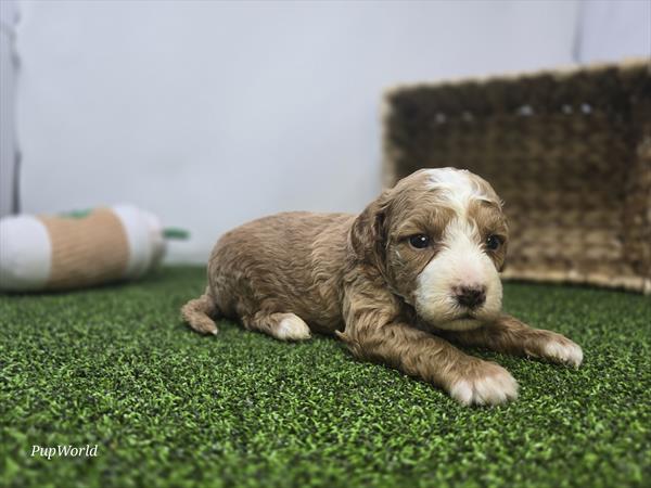 Lainey - Goldendoodle Mini F1b - Image 1