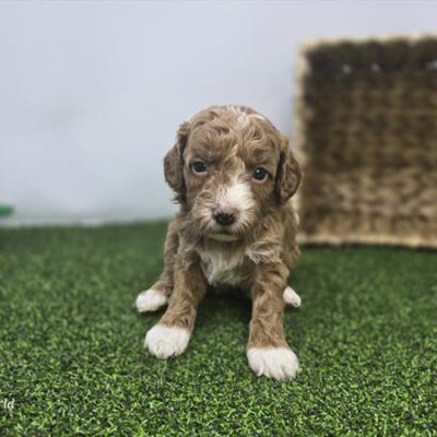 Goldendoodle Mini F1b - 1349 - Phoebe
