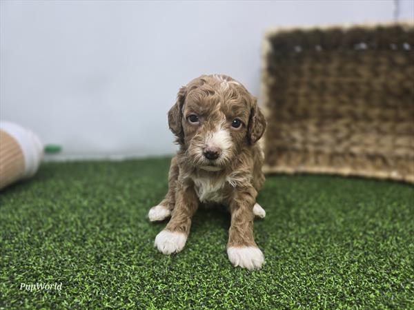 Phoebe - Goldendoodle Mini F1b - Image 1