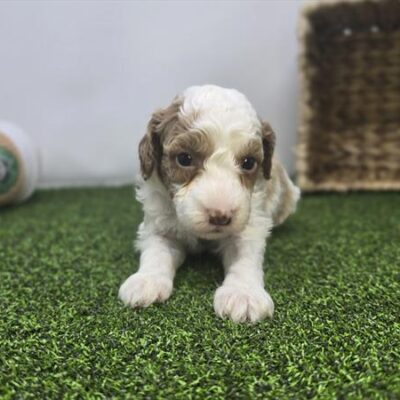 Goldendoodle Mini F1b - 1350 - Annie