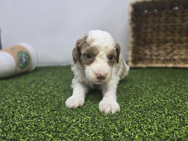 Annie - Goldendoodle Mini F1b - Image 1