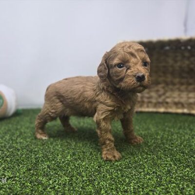 Goldendoodle Mini F1b - 1351 - Lola
