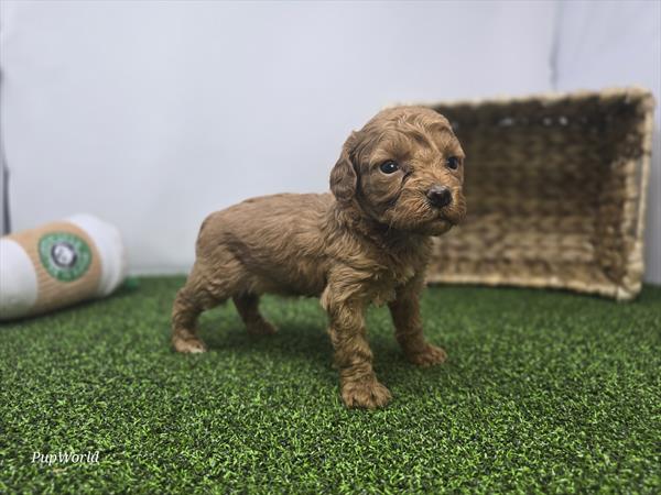 Lola - Goldendoodle Mini F1b - Image 1