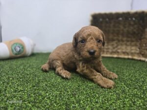 Goldendoodle Mini F1b