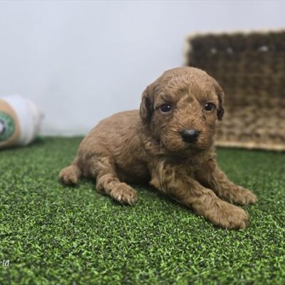 Goldendoodle Mini F1b - 1352 - Navy