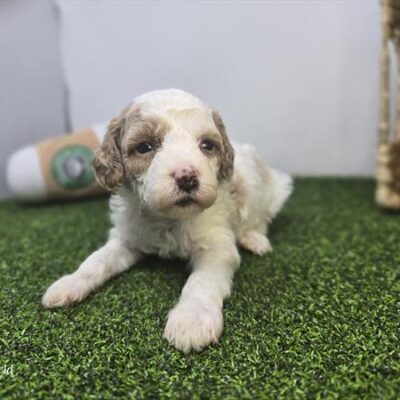 Goldendoodle Mini F1b - 1353 - Willa