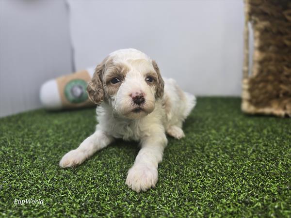 Archer - Goldendoodle Mini F1b - Image 5